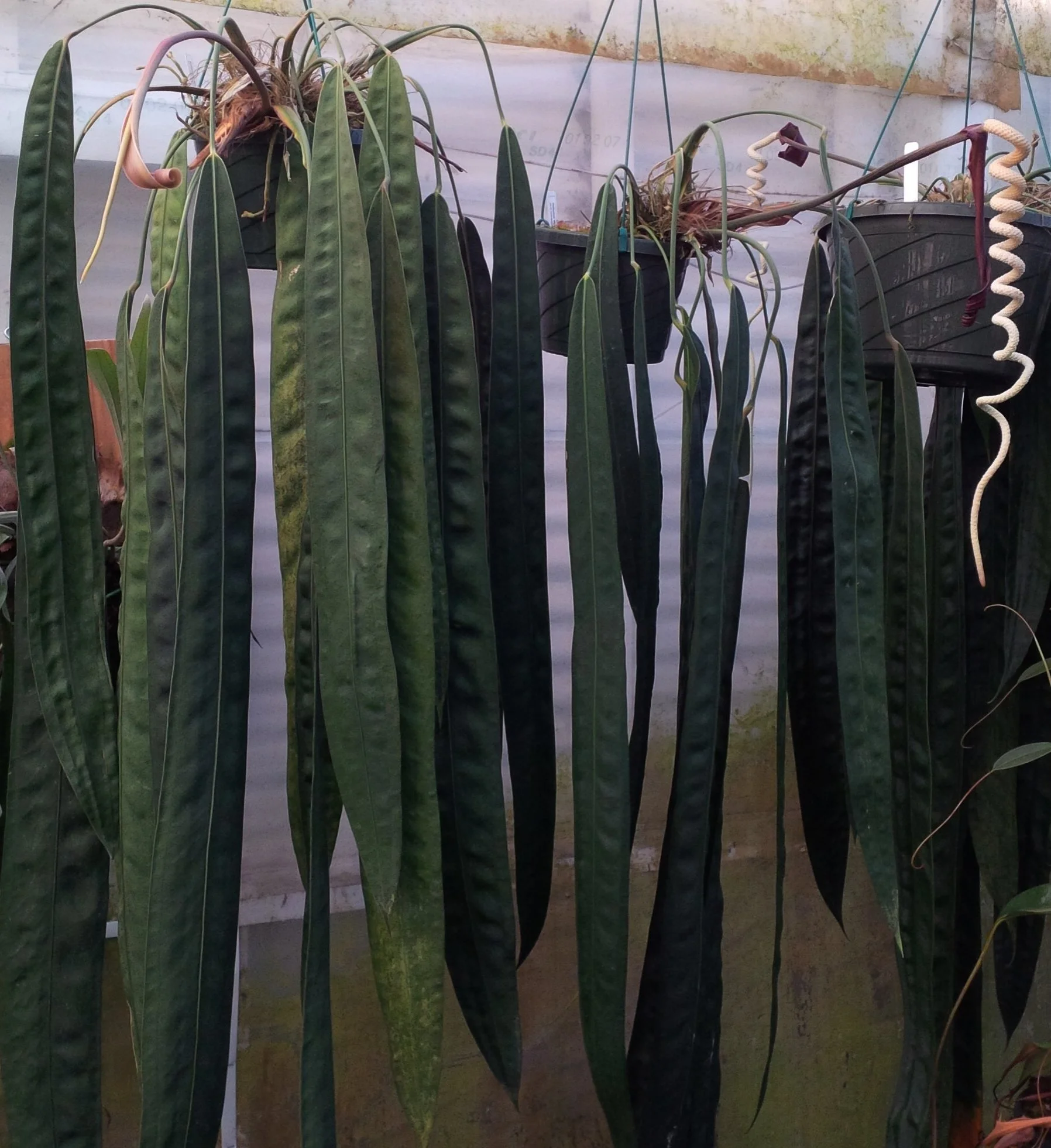 Anthurium wendlingeri - velvet leaf, pendent Panamanian prize